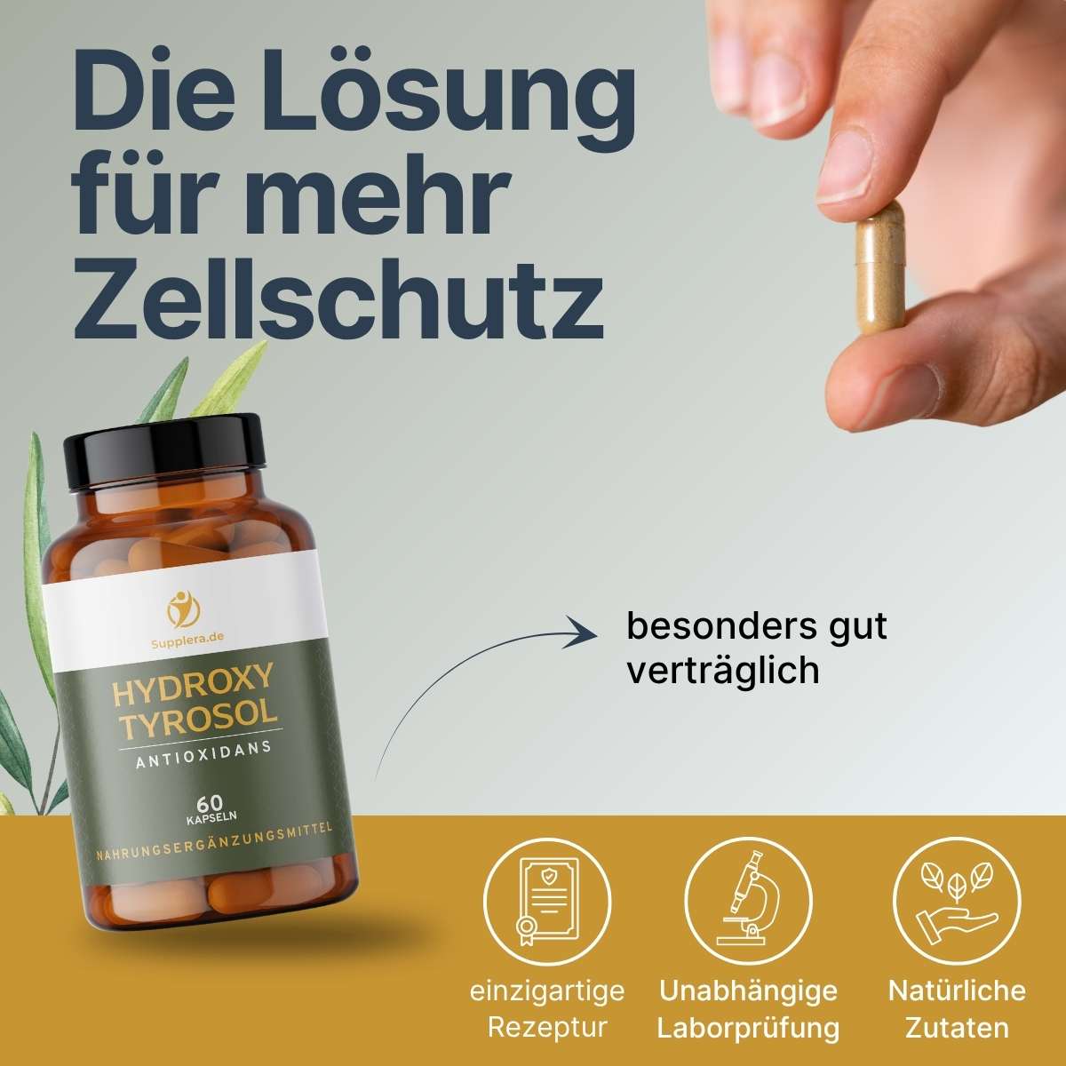 Hydroxytyrosol die Lösung für mehr Zellschutz